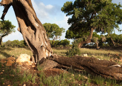 16. EL VALLE DE AMEZMIZ